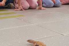 jaszczurka i dzieci 3