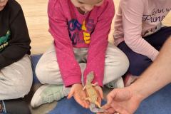 jaszczurka na rękach